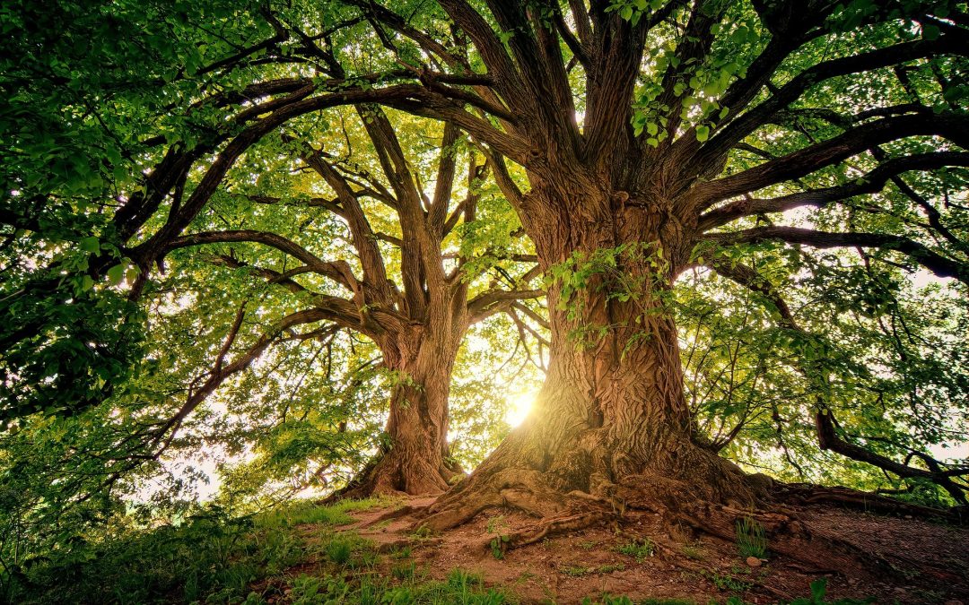 Memorias del Árbol Familiar: 7 pasos para sanar el linaje